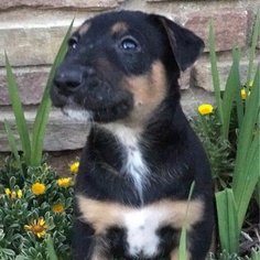 Bull Terrier-Labrador Retriever Mix Dogs for adoption in San Diego, CA, USA