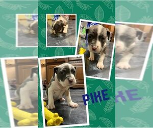 American Pit Bull Terrier Dogs for adoption in Waterloo, IA, USA