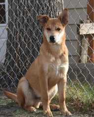 Mutt Dogs for adoption in Dodson, MT, USA