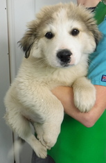 Medium Photo #1 Great Pyrenees-Unknown Mix Puppy For Sale in Morton Grove, IL, USA