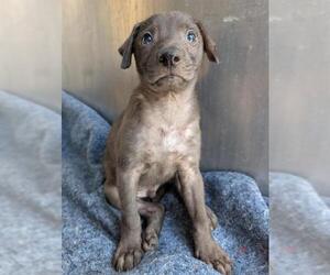 Labrador Retriever-Unknown Mix Dogs for adoption in San Antonio, TX, USA