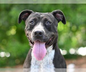 Pointer-Unknown Mix Dogs for adoption in Tavares, FL, USA
