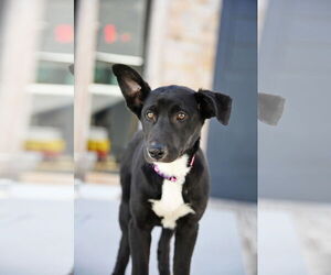 Great Dane-Unknown Mix Dogs for adoption in Sandy, UT, USA