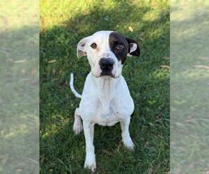 Mutt Dogs for adoption in Sugar Land, TX, USA