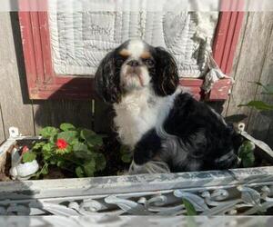 English Toy Spaniel Dogs for adoption in Sioux Falls, SD, USA