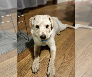 Pembroke Welsh Corgi-Unknown Mix Dogs for adoption in Minneapolis, MN, USA