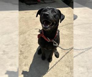 Labrador Retriever-Unknown Mix Dogs for adoption in San Antonio, TX, USA
