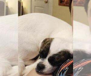 Pug-Shih Tzu Mix Dogs for adoption in San Antonio, TX, USA