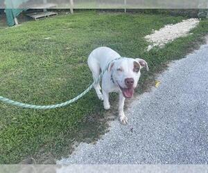 American Pit Bull Terrier Dogs for adoption in Ocala, FL, USA