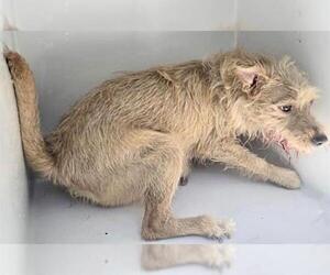 Parson Russell Terrier-Unknown Mix Dogs for adoption in Houston, TX, USA