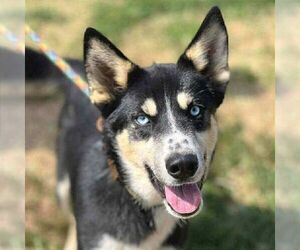 Siberian Husky-Unknown Mix Dogs for adoption in Martinsburg, WV, USA