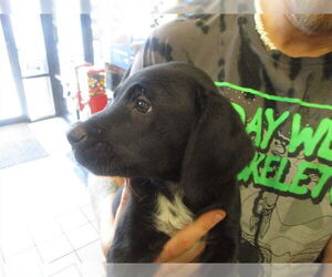 Labrador Retriever Dogs for adoption in Ocala, FL, USA