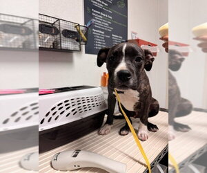 Mutt Dogs for adoption in Bakersfield, CA, USA