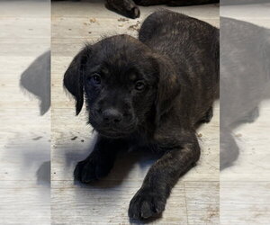Golden Retriever-Unknown Mix Dogs for adoption in Bolivar, MO, USA