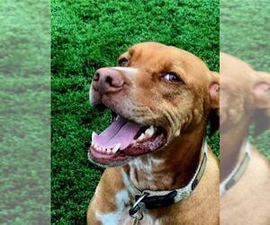 Vizsla Dogs for adoption in Lincoln, NE, USA