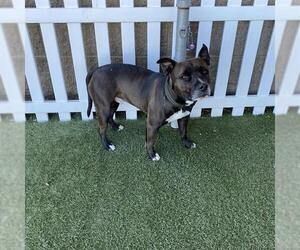 American Pit Bull Terrier-Unknown Mix Dogs for adoption in Modesto, CA, USA