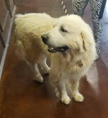 Medium Photo #1 Great Pyrenees Puppy For Sale in Newcastle, OK, USA