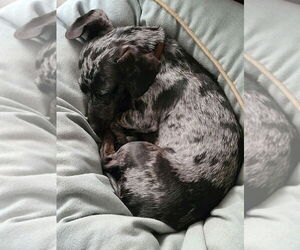 Dachshund Dogs for adoption in Hesperia, CA, USA