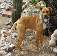 Boxador Dogs for adoption in Tucson, AZ, USA