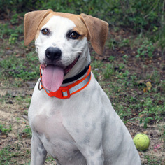 Medium Photo #1 Beagle-Unknown Mix Puppy For Sale in Pensacola, FL, USA
