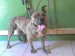 Staffordshire Bull Terrier Dogs for adoption in Beverly Hills, CA, USA