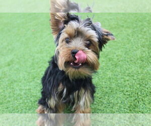 Mutt Dogs for adoption in Chestertown, MD, USA