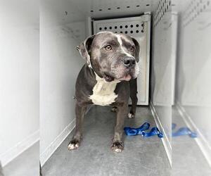 American Pit Bull Terrier Dogs for adoption in Sacramento, CA, USA