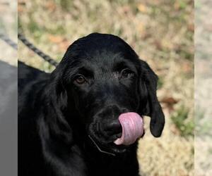 Labrador Retriever-Unknown Mix Dogs for adoption in Yardley, PA, USA
