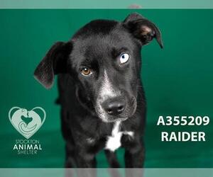 Siberian Husky Dogs for adoption in Stockton, CA, USA