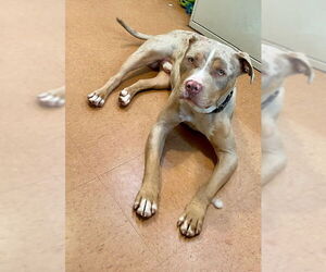American Pit Bull Terrier-Unknown Mix Dogs for adoption in Chandler, AZ, USA