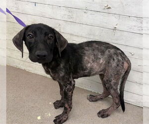 Labrador Retriever-Unknown Mix Dogs for adoption in San Bernardino, CA, USA