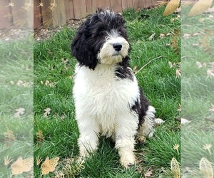 Labradoodle Dogs for adoption in Smithfield, PA, USA