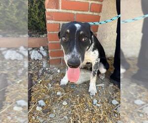 Mutt Dogs for adoption in Rancho Cucamonga, CA, USA