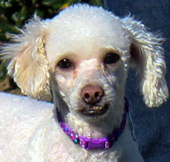 Maltipoo Dogs for adoption in Antioch, CA, USA