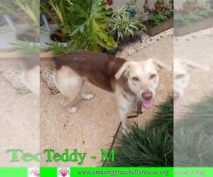 Australian Shepherd-Siberian Husky-Unknown Mix Dogs for adoption in Pensacola, FL, USA