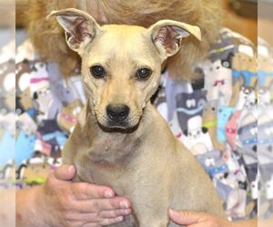 Chihuahua-Unknown Mix Dogs for adoption in Siler City, NC, USA