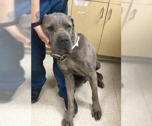 Mutt Dogs for adoption in Riverside, CA, USA
