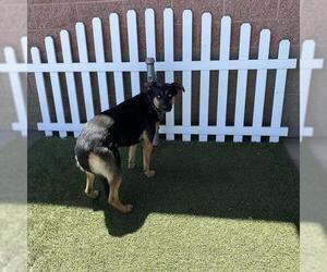 German Shepherd Dog-Unknown Mix Dogs for adoption in Modesto, CA, USA
