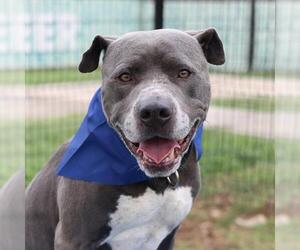 American Staffordshire Terrier Dogs for adoption in San Antonio, TX, USA