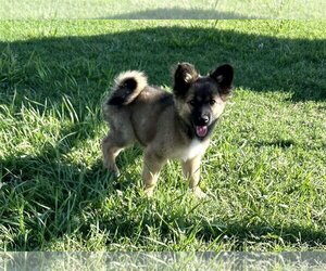 Pomeranian-Unknown Mix Dogs for adoption in Hoisington, KS, USA