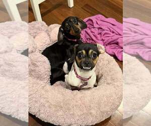 Medium Photo #5 Daug Puppy For Sale in Mundelein, IL, USA