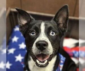 Boxador Dogs for adoption in Canton, CT, USA