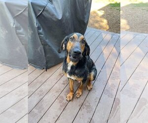 Black and Tan Coonhound Dogs for adoption in pomfret, CT, USA