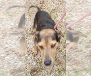 Mutt Dogs for adoption in Frenchburg, KY, USA