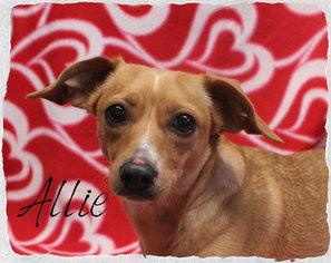 Dachshund Dogs for adoption in Hillsdale, IN, USA