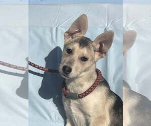 Mutt Dogs for adoption in HOPKINSVILLE/PRINCETON, KY, NH, USA