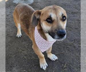 Chihuahua Dogs for adoption in Bakersfield, CA, USA