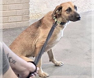 Labrador Retriever Dogs for adoption in Houston, TX, USA