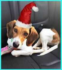 Beagle Dogs for adoption in Greenwood, LA, USA