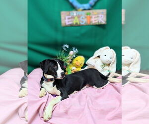 Mutt Dogs for adoption in Franklin, North Carolina, NC, USA